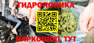крисы Малгобек